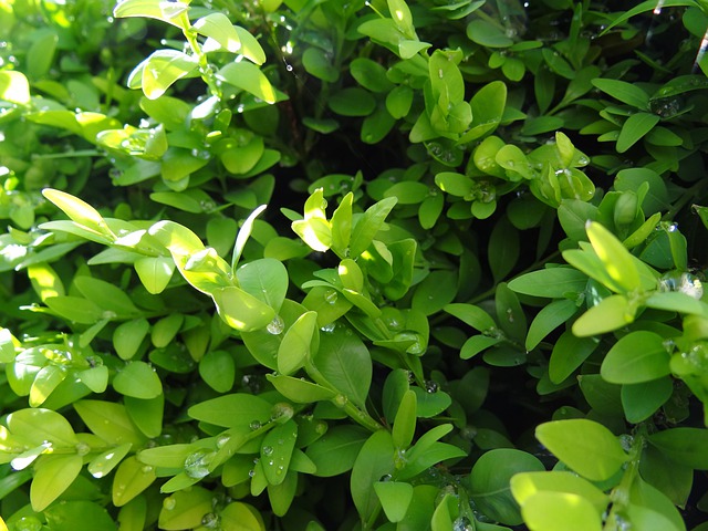 zelený buxus